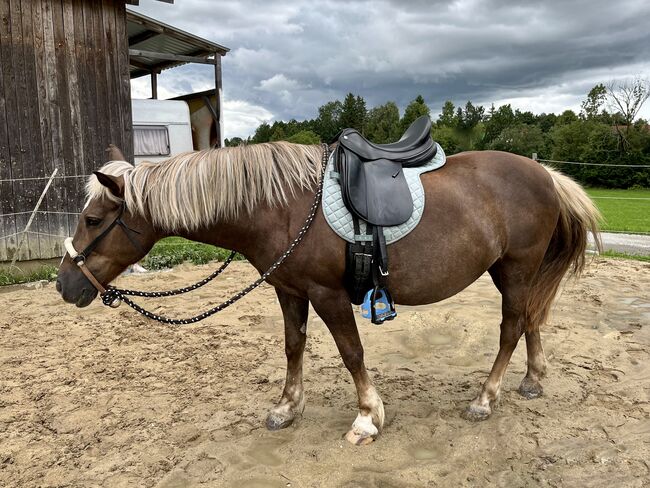 Deuber Maxima Ultraflex S3, Kammer stufenlos, Deuber & Partner Maxima Dressur, Eli, Dressage Saddle, Häuseln am Holz, Image 11