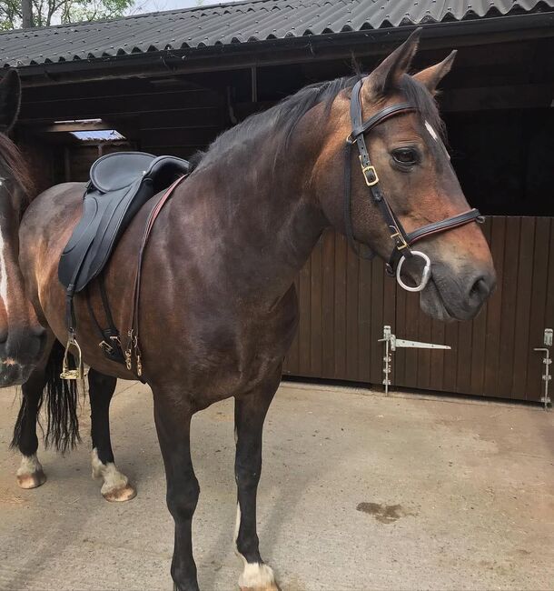 Deuber & Partner El Campo Shorty, Deuber & Partner El Campo Shorty, Fran Griffith, Baroque Saddle, Pen-bont Rhydybeddau
