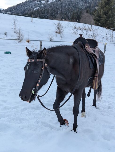 Deuber Quantum Westernreitsattel neu, Deuber  Quantum , Brigitte , Endurance Saddle, Unternberg