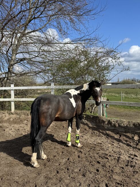 Deutsche Reitpony Scheckstute in beste Hände abzugeben!, Vivien C., Pferd kaufen, Kiel