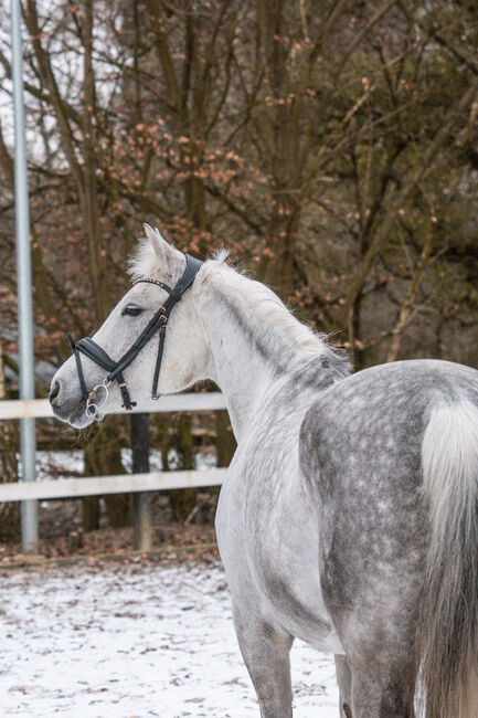 Deutsche reitpony stute, Farina, Pferd kaufen, Bramsche, Abbildung 3