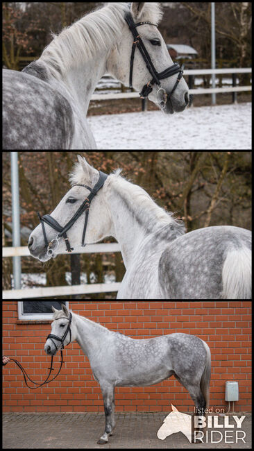 Deutsche reitpony stute, Farina, Pferd kaufen, Bramsche, Abbildung 4