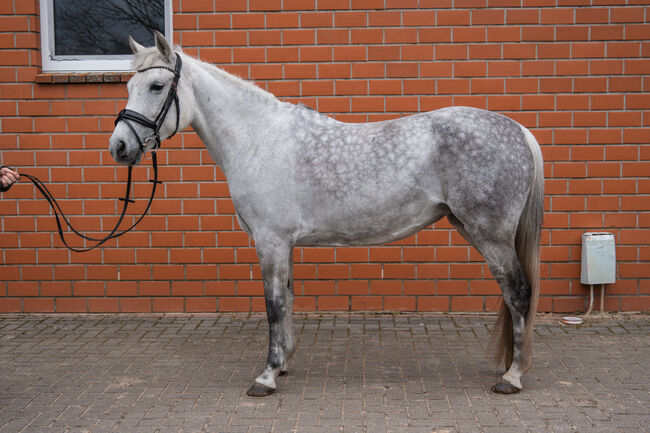 Deutsche reitpony stute, Farina, Pferd kaufen, Bramsche, Abbildung 2