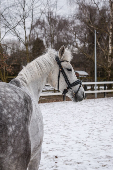 Deutsche reitpony stute, Farina, Pferd kaufen, Bramsche