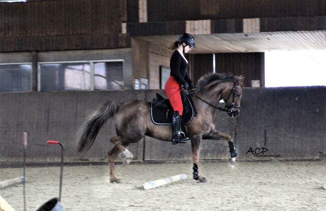 Deutsche Reitponystute, Dunkelfuchsstute, Bianca , Pferd kaufen, Tiddische 