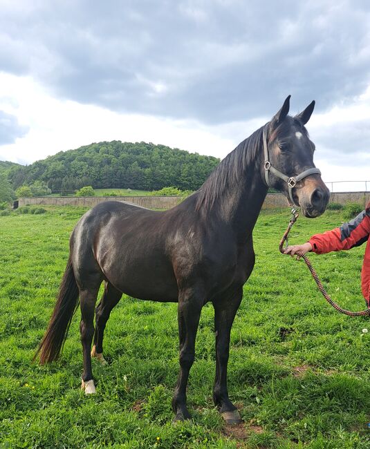 Deutsche Sportpferd-Stute, Ute Bartenstein, Pferd kaufen, Misserode