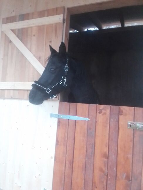 Deutsches Reit Pony, Xxx, Pferd kaufen, Petersbaumgarten