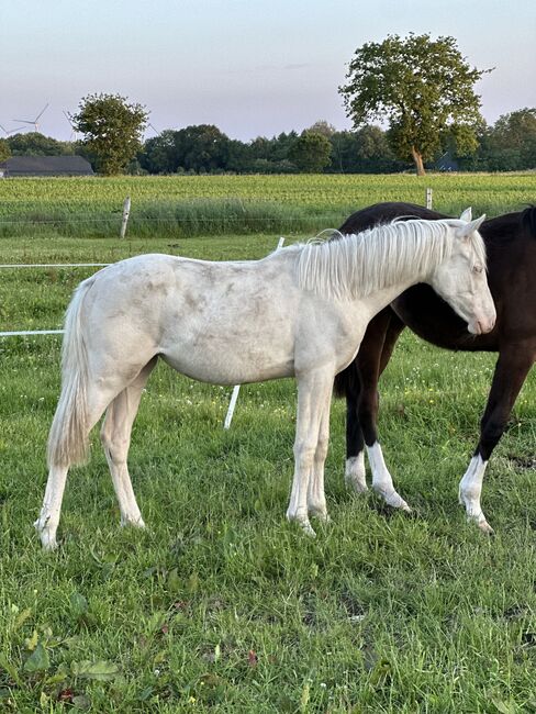 Deutsches Reitpony 1 Jahr Stute, Annika, Pferd kaufen, Neuschoo 