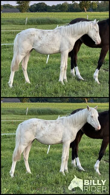 Deutsches Reitpony 1 Jahr Stute, Annika, Pferd kaufen, Neuschoo , Abbildung 3