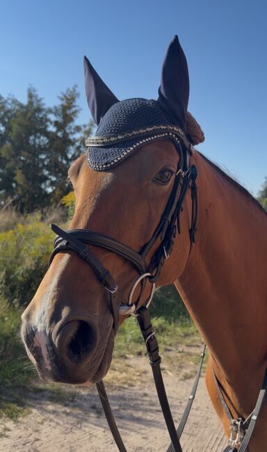 Deutsches Reitpony/ 7 Jahre/ Springen, Julia , Pferd kaufen, Gardelegen