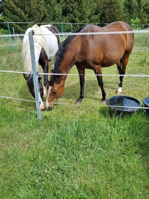 Deutsches Reitpony abzugeben, Jenny, Pferd kaufen, Ermsleben, Abbildung 5