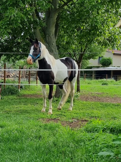 Deutsches Reitpony abzugeben, Jenny, Pferd kaufen, Ermsleben