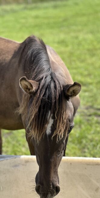 Deutsches Reitpony Hengst von 2024, Annika, Pferd kaufen, Neuschoo 