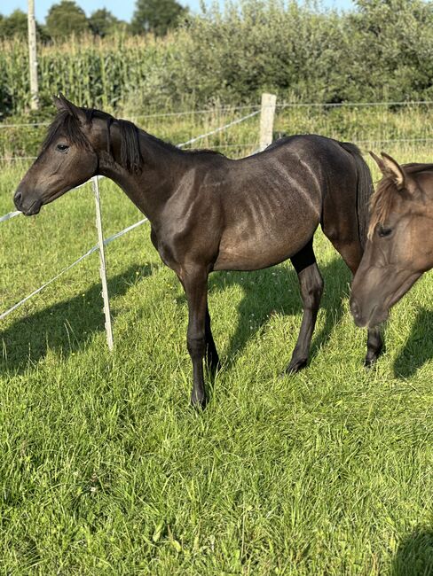Deutsches Reitpony Hengst von 2024, Annika, Pferd kaufen, Neuschoo , Abbildung 3