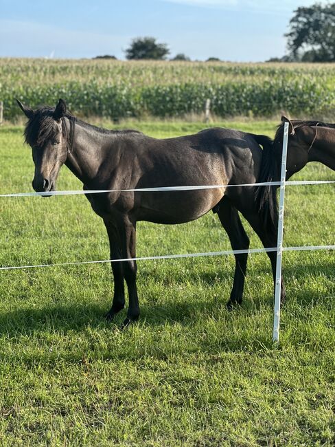 Deutsches Reitpony Hengst von 2024, Annika, Pferd kaufen, Neuschoo 