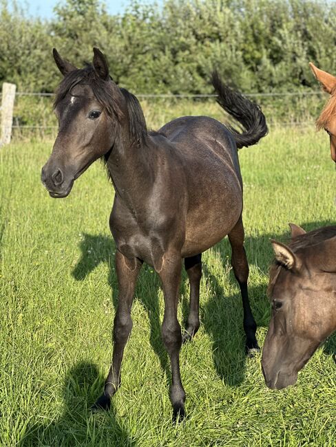 Deutsches Reitpony Hengst von 2024, Annika, Pferd kaufen, Neuschoo , Abbildung 4