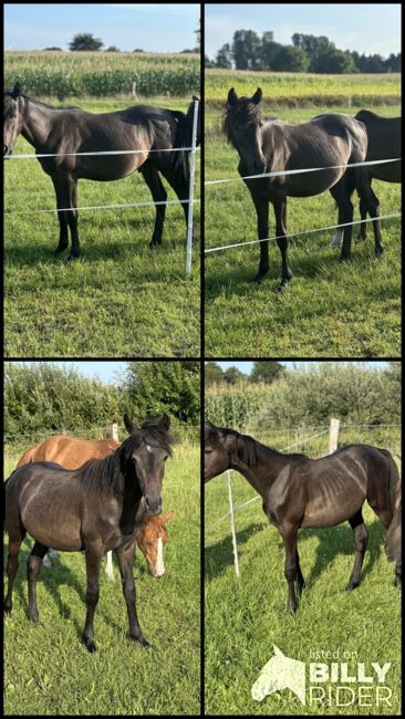 Deutsches Reitpony Hengst von 2024, Annika, Pferd kaufen, Neuschoo , Abbildung 6