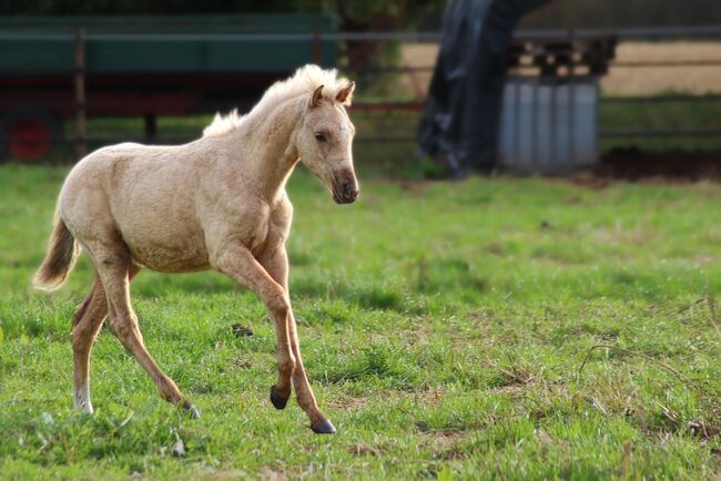 Deutsches Reitpony Hengst Fohlen, Christina Haupt, Pferd kaufen, Salzgitter , Abbildung 3