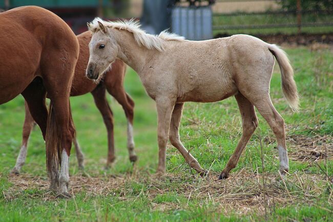 Deutsches Reitpony Hengst Fohlen, Christina Haupt, Pferd kaufen, Salzgitter , Abbildung 6