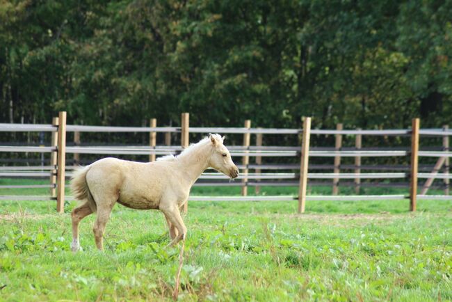 Deutsches Reitpony Hengst Fohlen, Christina Haupt, Pferd kaufen, Salzgitter , Abbildung 5