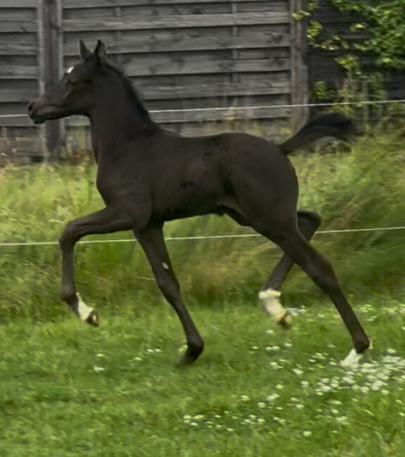 Deutsches Reitpony Hengst, Annika, Pferd kaufen, Neuschoo 