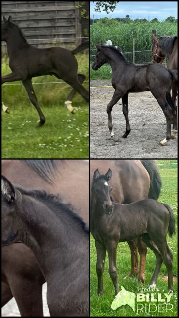 Deutsches Reitpony Hengst, Annika, Pferd kaufen, Neuschoo , Abbildung 5