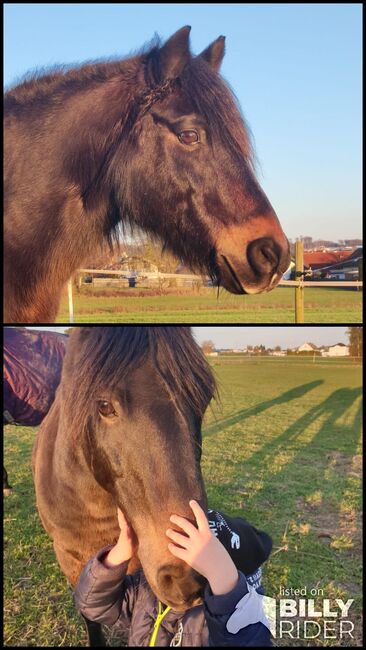 Deutsches Reitpony Mix, Michelle , Pferd kaufen, Stadtallendorf , Abbildung 4