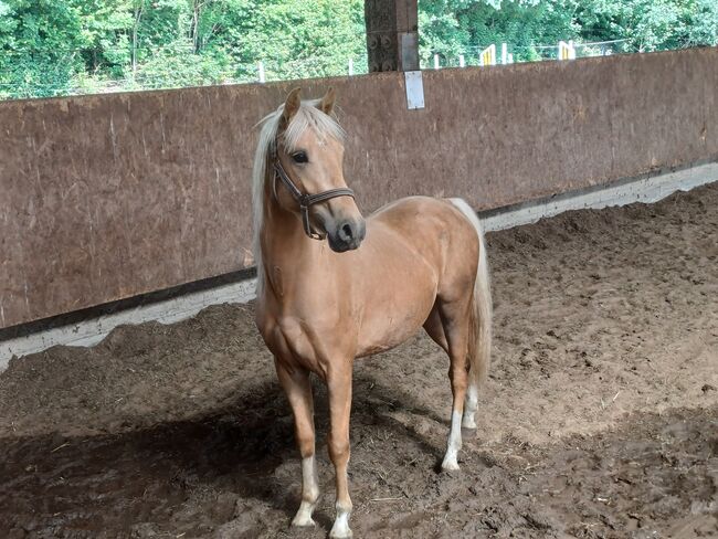 Deutsches Reitpony, Louisa Sandstede , Pferd kaufen, Edewecht