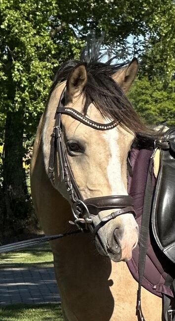 Deutsches Reitpony, Annika, Pferd kaufen, Neuschoo , Abbildung 2