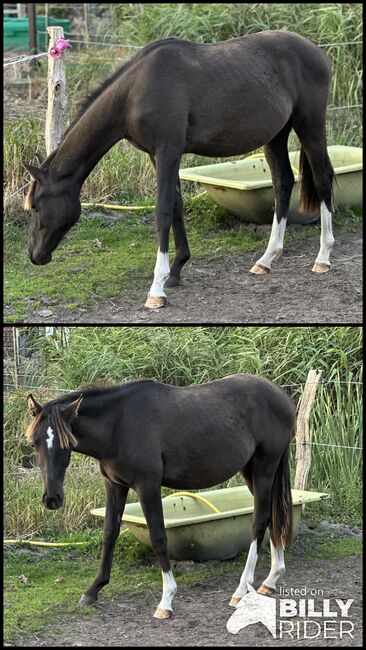 Deutsches Reitpony, Annika, Pferd kaufen, Neuschoo , Abbildung 3