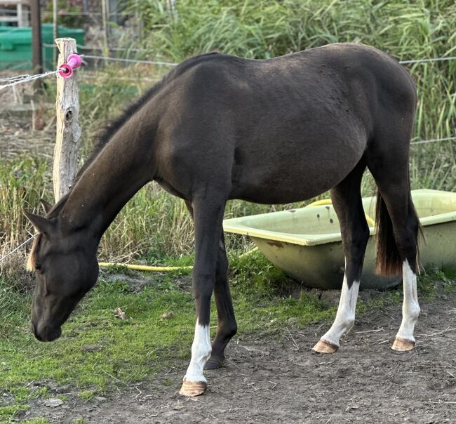 Deutsches Reitpony, Annika, Pferd kaufen, Neuschoo 