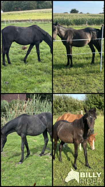 Deutsches Reitpony, Annika, Pferd kaufen, Neuschoo , Abbildung 6