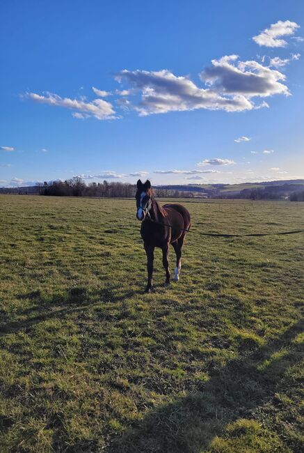 Deutsches Reitpony, Frank, Pferd kaufen, Reichenbach