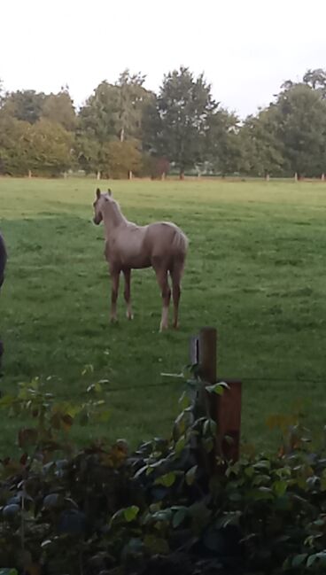 Deutsches Reitpony, Hanneliese Claus , Pferd kaufen, Westerstede 