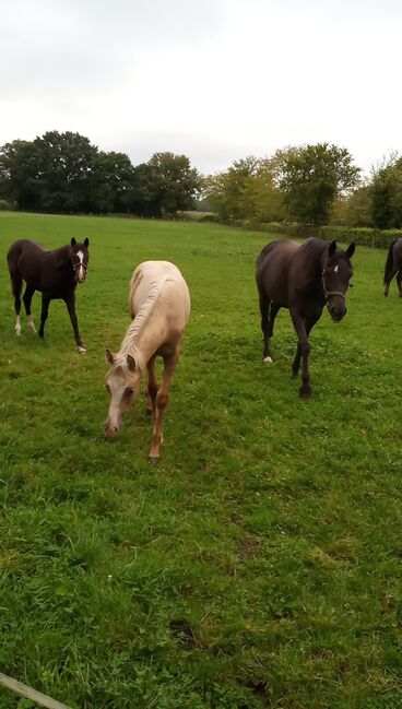 Deutsches Reitpony, Hanneliese Claus , Pferd kaufen, Westerstede , Abbildung 2