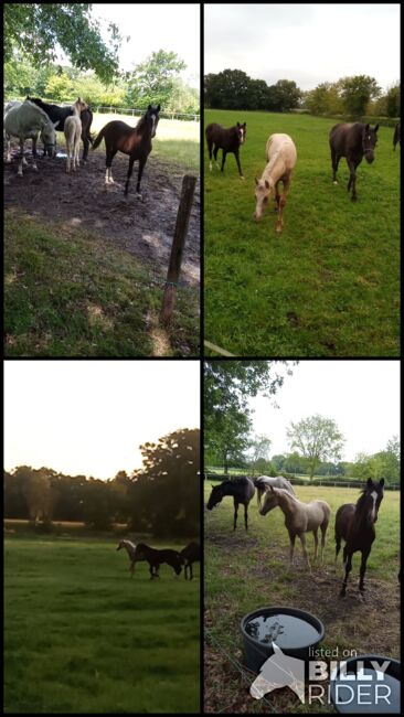 Deutsches Reitpony, Hanneliese Claus , Pferd kaufen, Westerstede , Abbildung 5