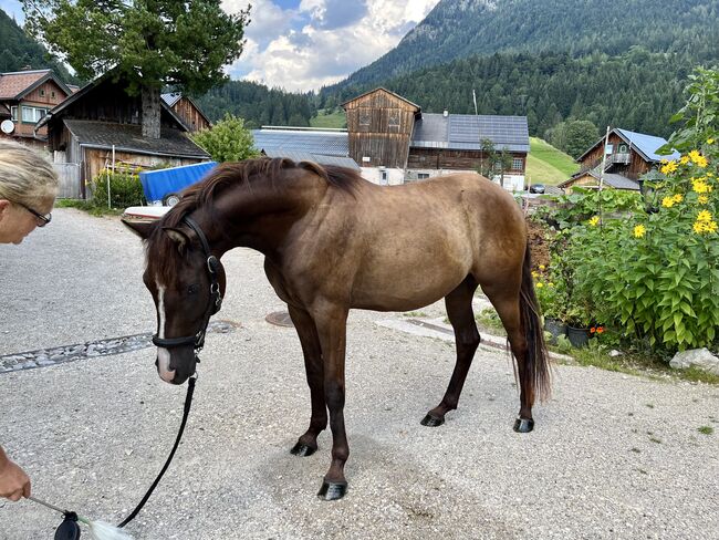 Deutsches Reitpony, Carolin Demeler-Hart, Pferd kaufen, Bad Mitterndorf