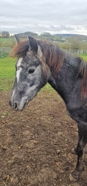 Deutsches Reitpony, Ricarda Schoenberg, Pferd kaufen, Haibach ob der Donau