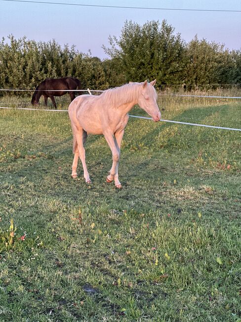 Deutsches Reitpony Stute 1,5 Jahre alt, Annika, Pferd kaufen, Neuschoo , Abbildung 4