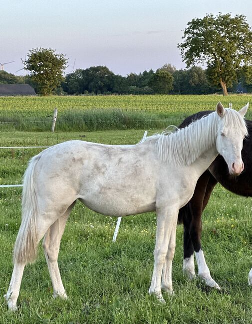 Deutsches Reitpony Stute 1,5 Jahre alt, Annika, Pferd kaufen, Neuschoo , Abbildung 2