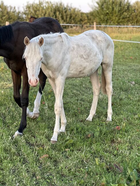 Deutsches Reitpony Stute 1,5 Jahre alt, Annika, Pferd kaufen, Neuschoo , Abbildung 3