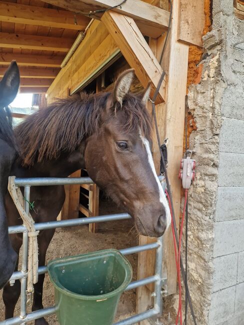 Deutsches Reitpony Top Abstammung etwas über 2 Jahre alt, Carolin Demeler-Hart, Pferd kaufen, 8984 Bad Mitterndorf, Abbildung 3