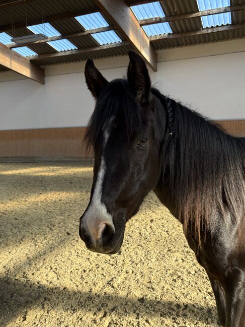 Deutsches Reitpony XXL Pony Rappe Wallach 3jährig, Larissa Stillger, Pferd kaufen, Burscheid