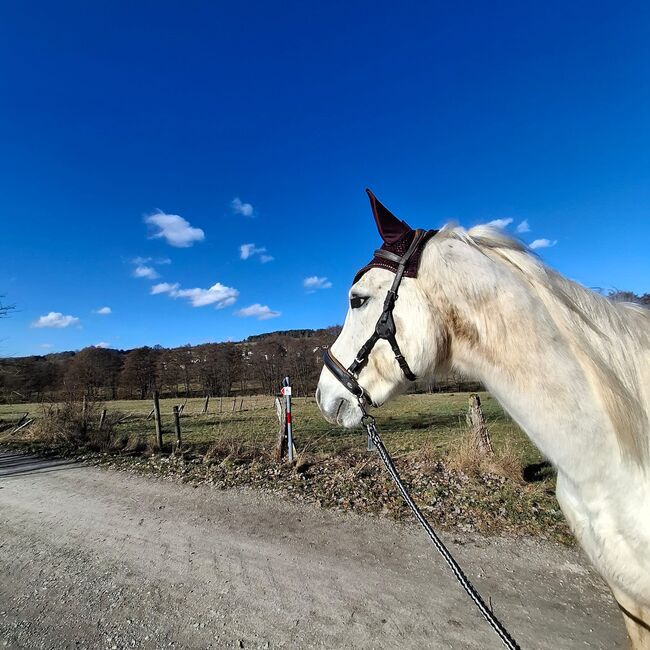 Deutsches Sportpferd, Privat , Pferd kaufen, Grebenhain 