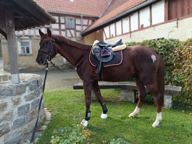 Deutsches Sportpferd, Prämienfohlen, Hengst, Fuchs 2021, Sophia, Konie na sprzedaż, Kleinlangheim