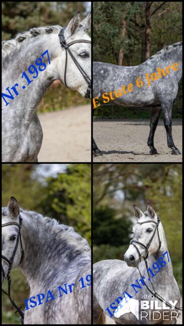 In Deutschland gezogene PRE Stute, ISPA - Iberische Sportpferde Agentur (ISPA - Iberische Sportpferde Agentur), Pferd kaufen, Bedburg, Abbildung 5