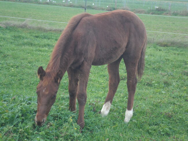 Dieser hübscher Bursche sucht immer noch ein neues zu Hause!, cw, Horses For Sale, Breitenbrunn