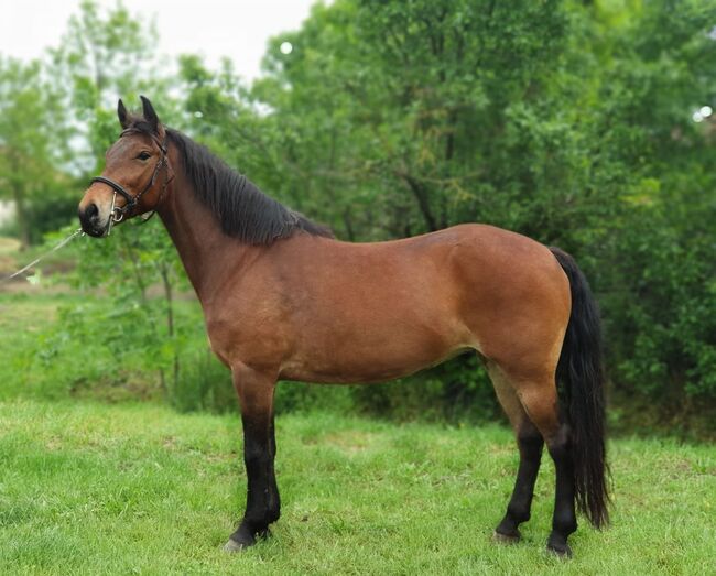 Dézy neues zu Hause, Nagy Horses , Pferd kaufen, Mezőberény , Abbildung 2