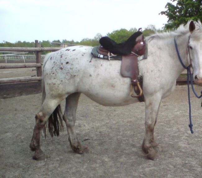 Diamond C Westernsattel breit XFQH Kaltblut Mix 16 Sitz, Diamond C Westernsattel, CPR Ranch, Western Saddle, Dormagen, Image 11