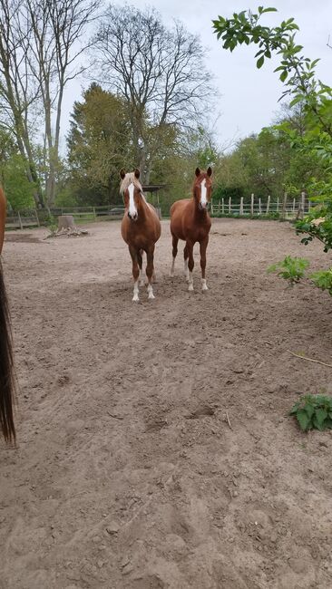 Diamond Touch x Danny Gold Reitpony Hengst Jährling, Charlotte Redzewsky, Konie na sprzedaż, Rheinsberg Flecken Zechlin, Image 4